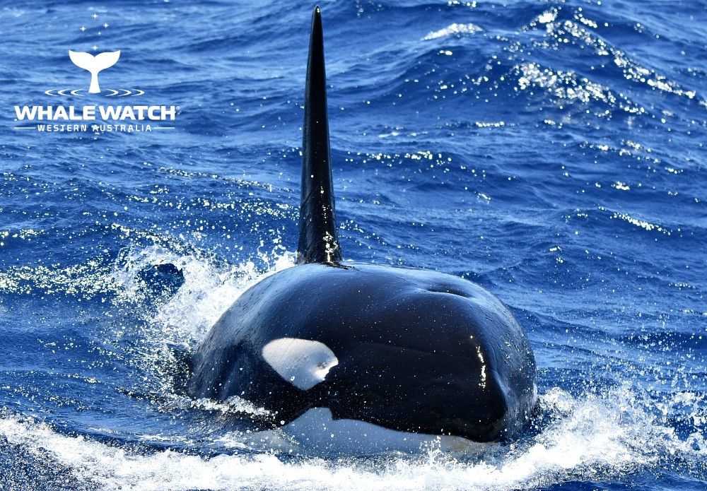Bremer Bay Orca 2020 Whale Watch Western Australia