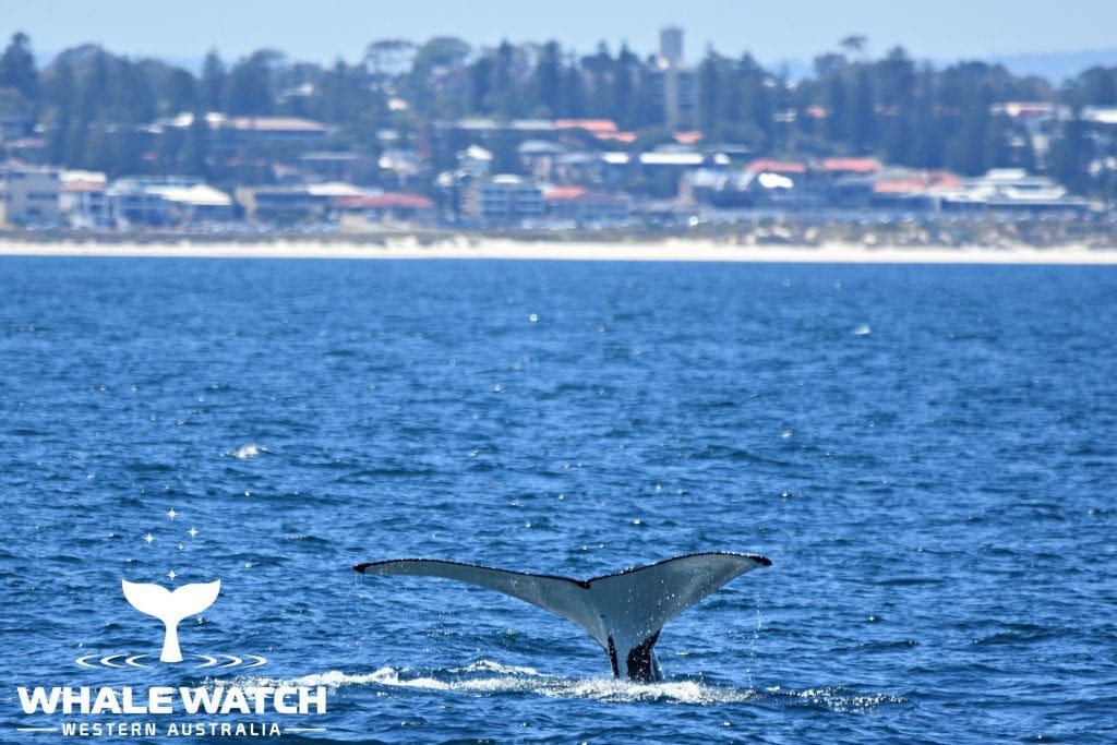 Where to See Whales in Perth Western Australia Whale Watch Western