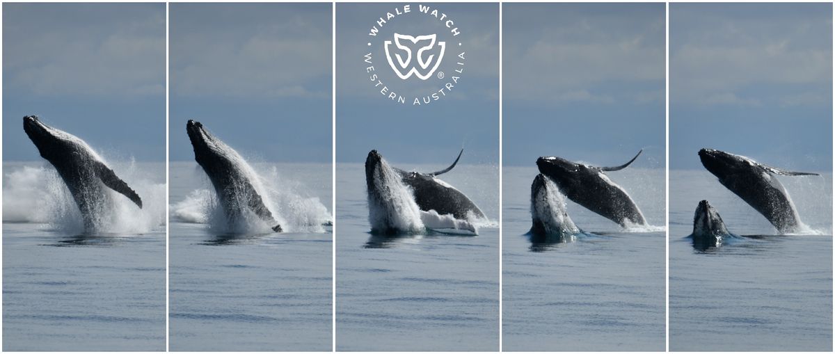 Whale Watch Western Australia