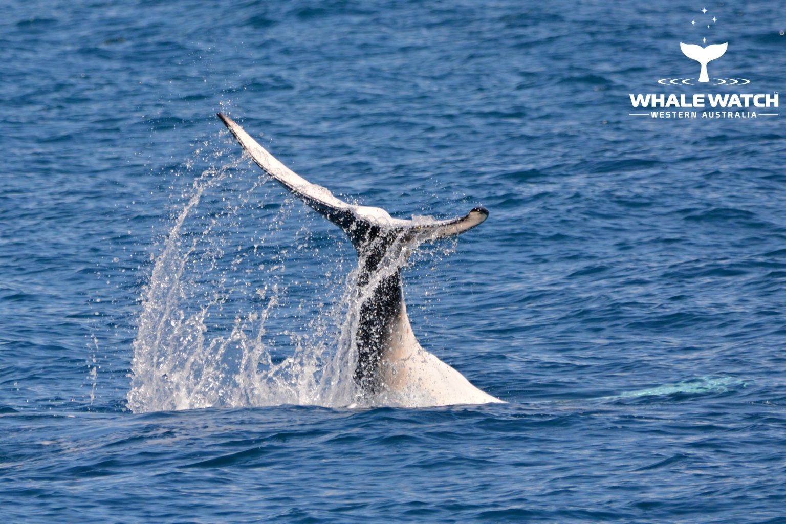 Hillarys Whale School Whale Watch Western Australia