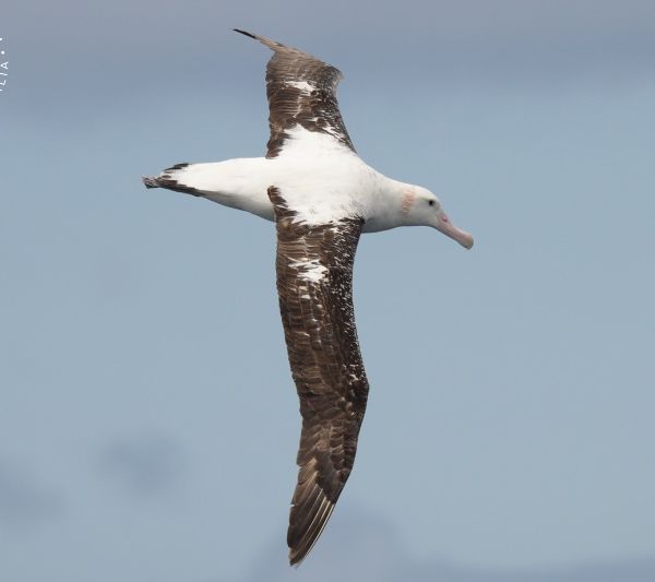 Whale Watch Western Australia