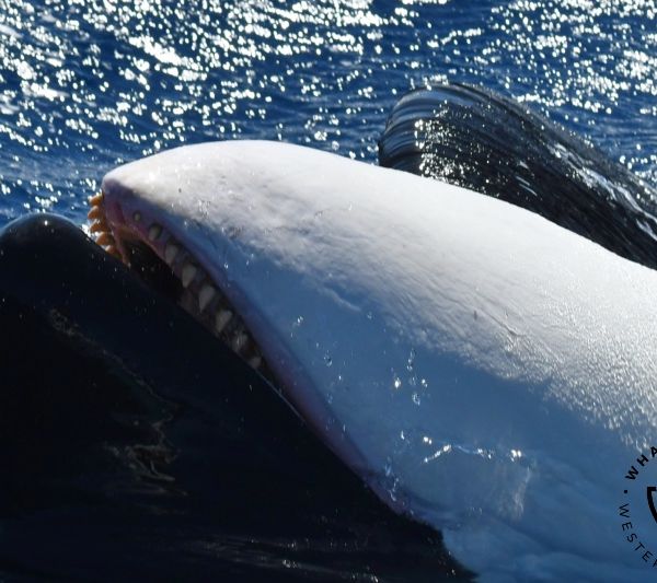 Whale Watch Western Australia