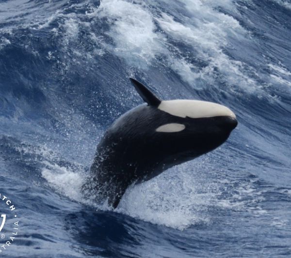 Whale Watch Western Australia