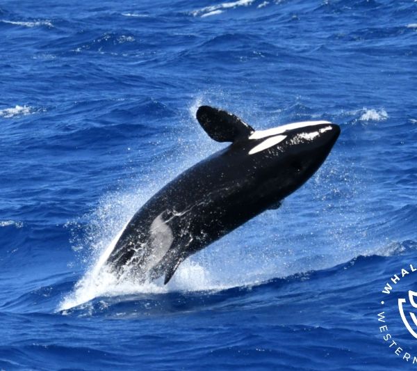 Whale Watch Western Australia