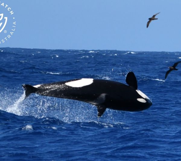 Whale Watch Western Australia