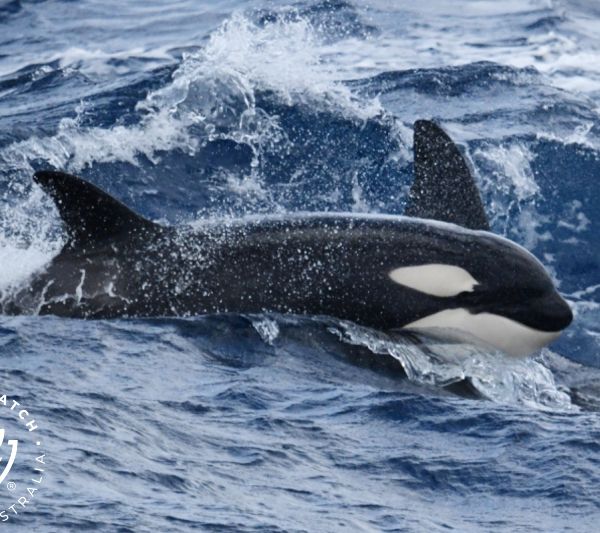 Whale Watch Western Australia