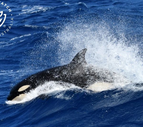 Whale Watch Western Australia