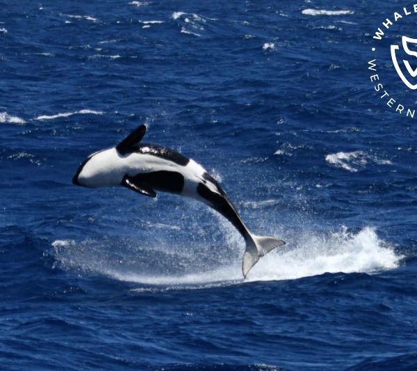 Whale Watch Western Australia