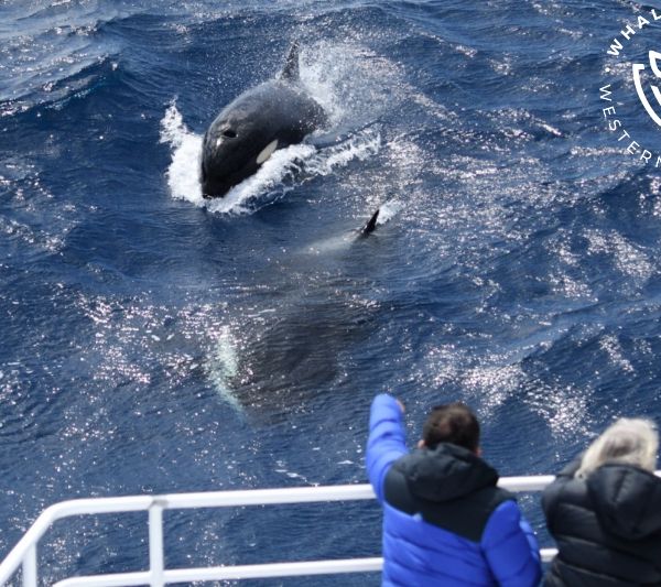 Whale Watch Western Australia