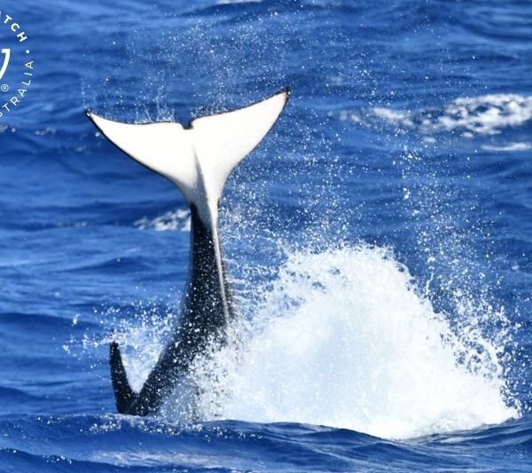 Whale Watch Western Australia