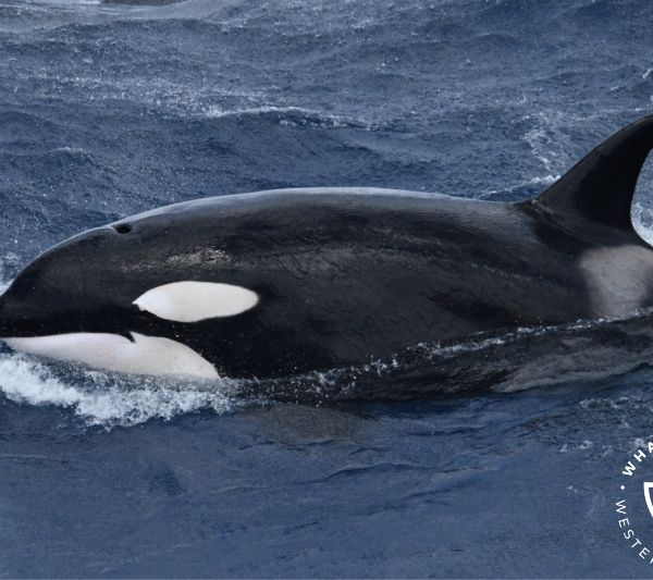 Whale Watch Western Australia
