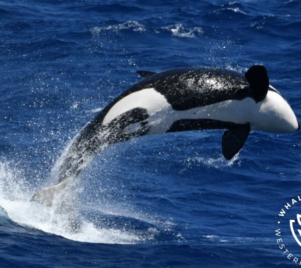 Whale Watch Western Australia