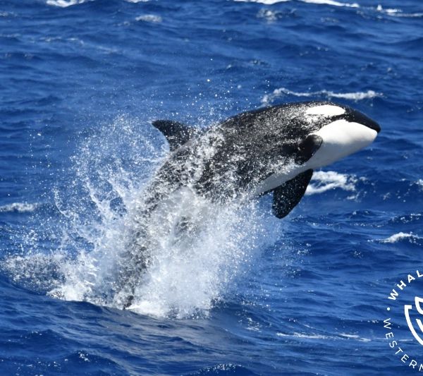 Whale Watch Western Australia