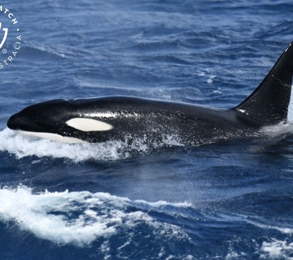 Whale Watch Western Australia