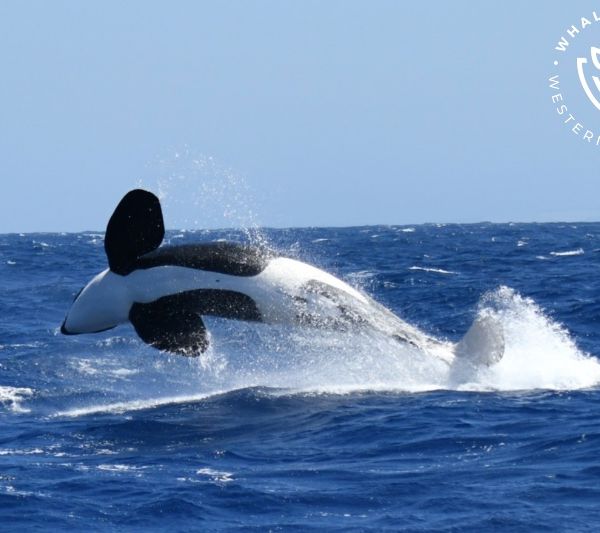 Whale Watch Western Australia
