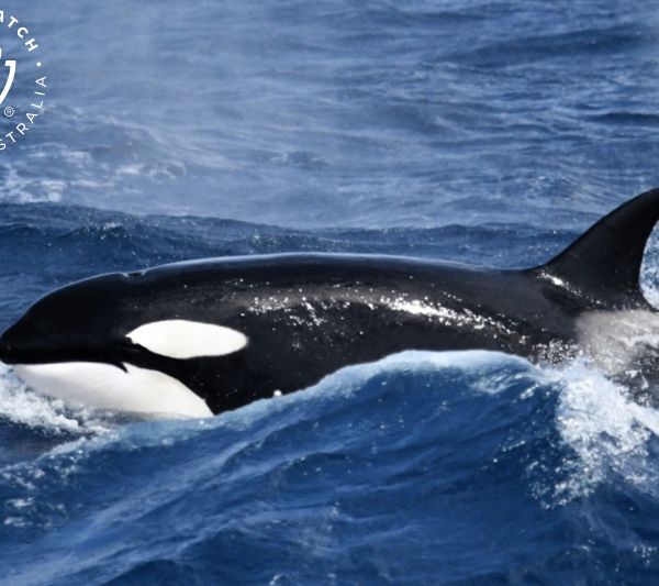 Whale Watch Western Australia