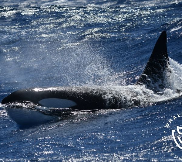 Whale Watch Western Australia