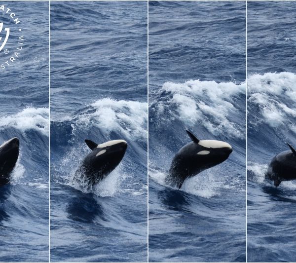 Whale Watch Western Australia