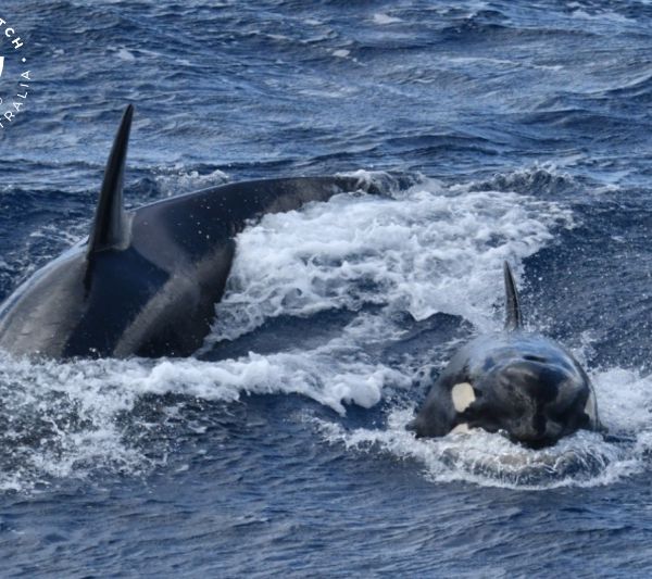 Whale Watch Western Australia