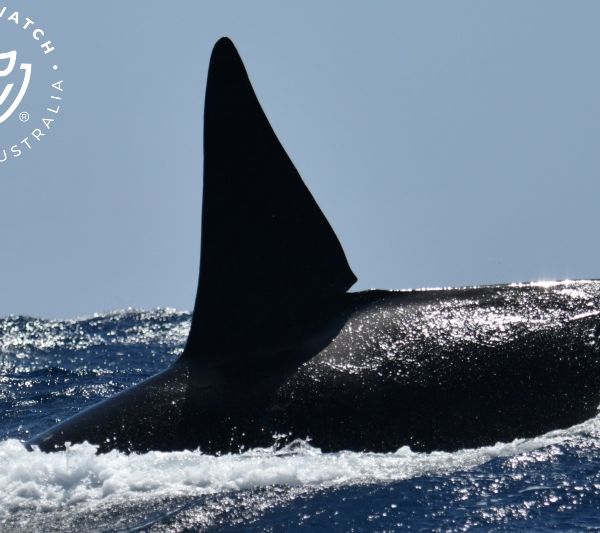 Whale Watch Western Australia