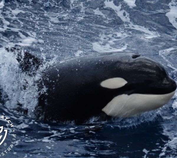 Whale Watch Western Australia