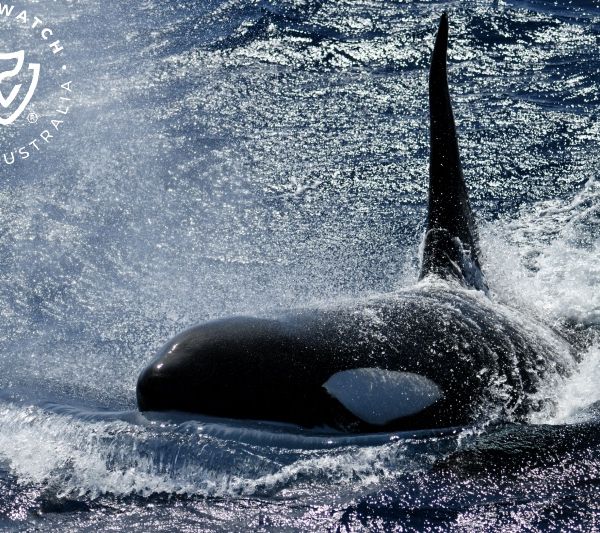 Whale Watch Western Australia