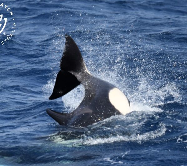 Whale Watch Western Australia