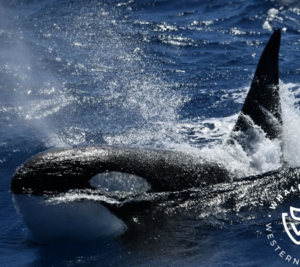 Whale Watch Western Australia
