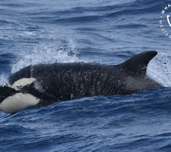 Whale Watch Western Australia