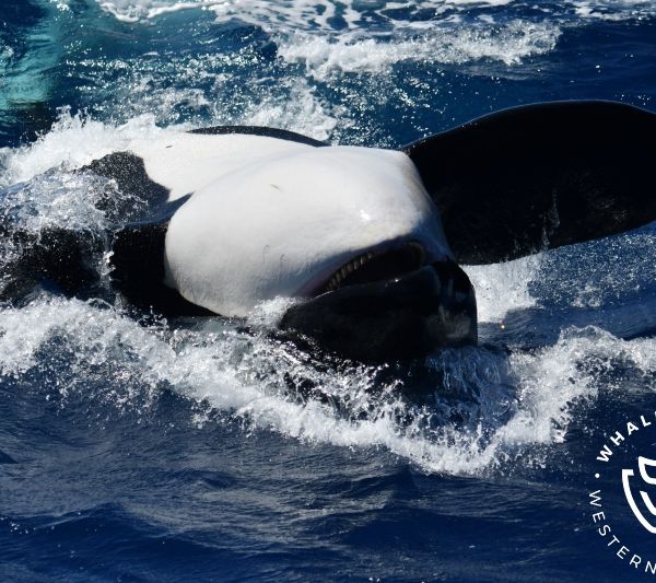 Whale Watch Western Australia