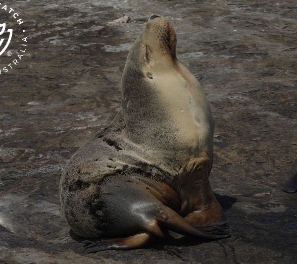 Whale Watch Western Australia