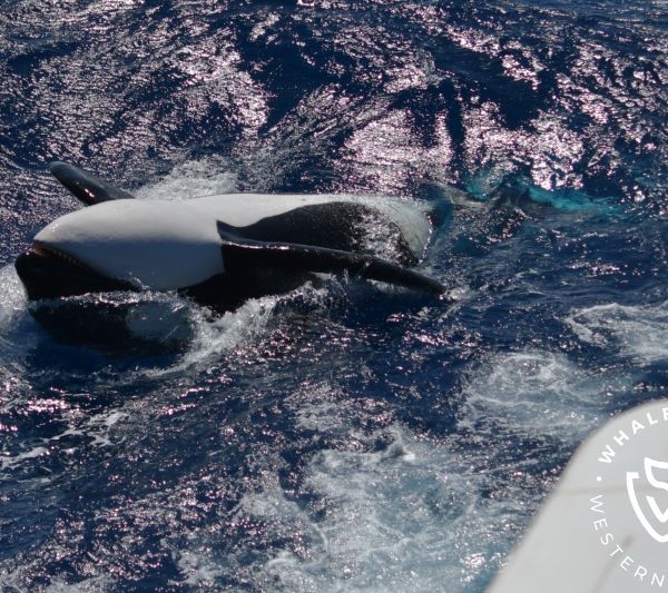 Whale Watch Western Australia