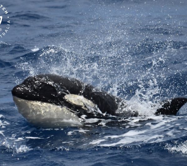 Whale Watch Western Australia