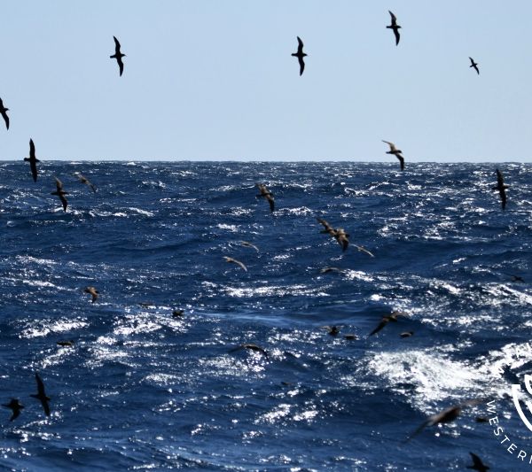 Whale Watch Western Australia
