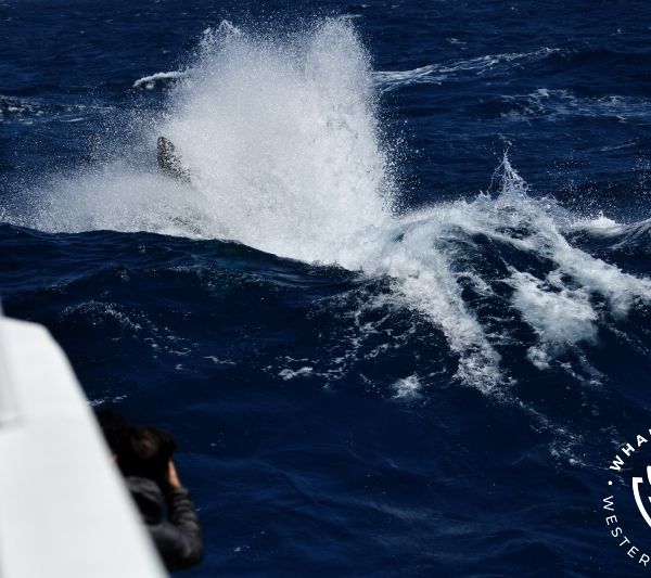Whale Watch Western Australia