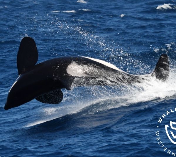 Whale Watch Western Australia