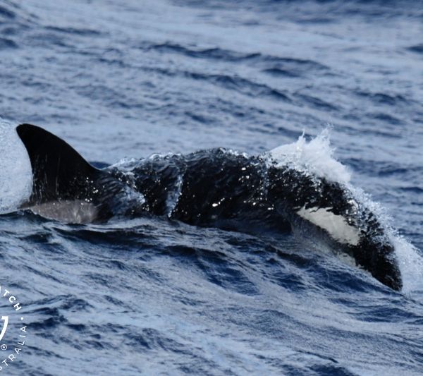 Whale Watch Western Australia