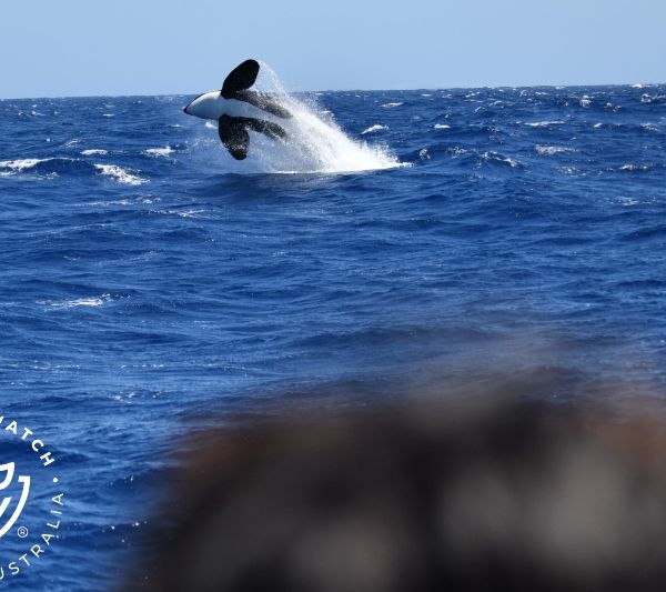 Whale Watch Western Australia