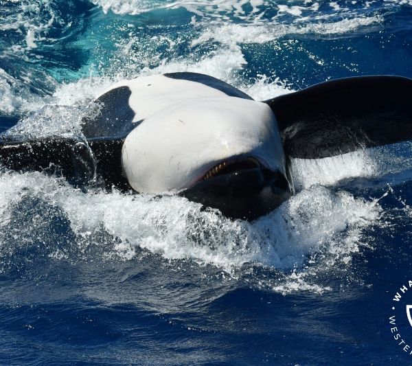 Whale Watch Western Australia