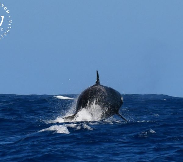 Whale Watch Western Australia