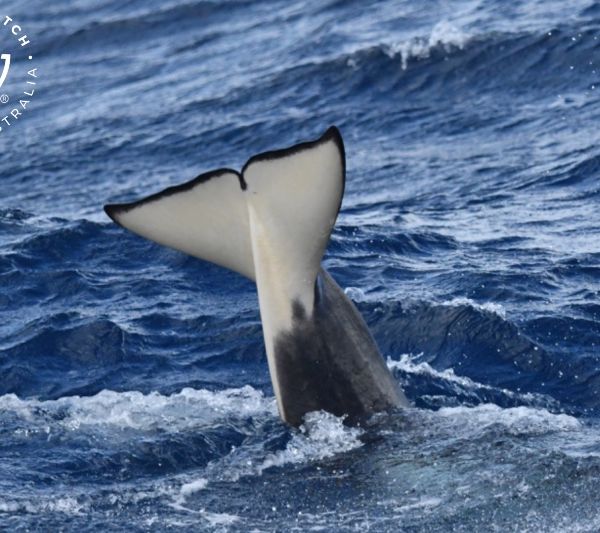 Whale Watch Western Australia