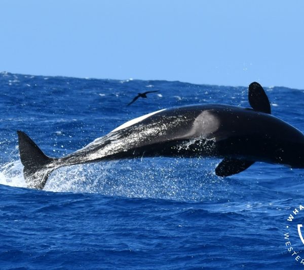 Whale Watch Western Australia