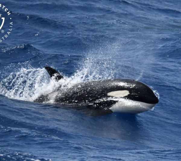 Whale Watch Western Australia