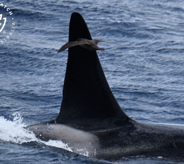 Whale Watch Western Australia