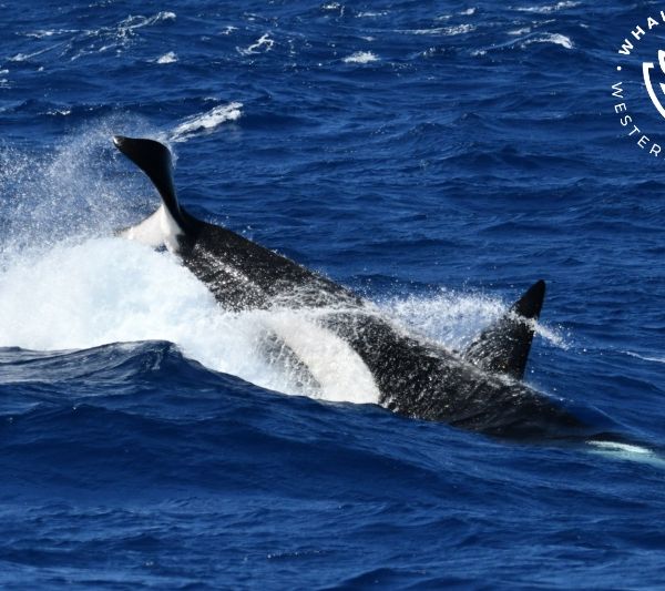 Whale Watch Western Australia