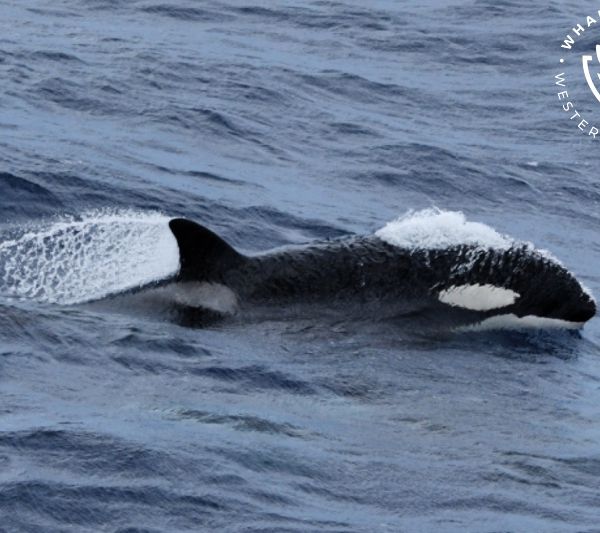 Whale Watch Western Australia