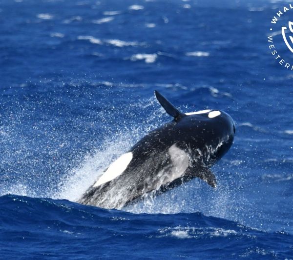 Whale Watch Western Australia