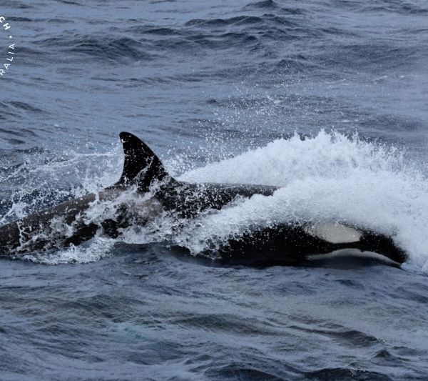 Whale Watch Western Australia