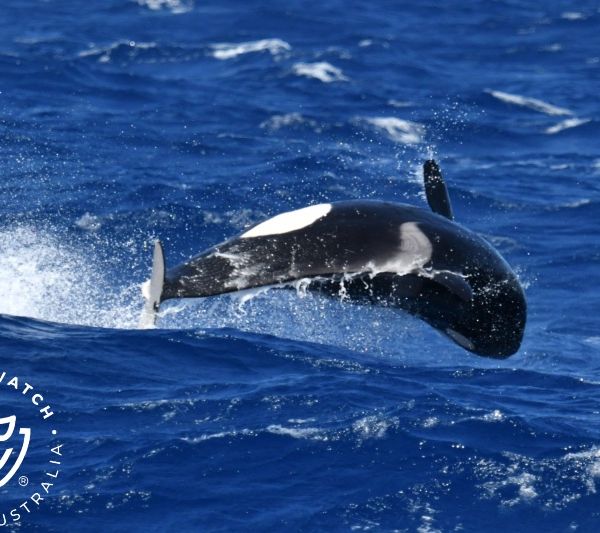 Whale Watch Western Australia