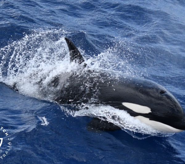 Whale Watch Western Australia